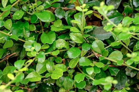 tsupaan sa gubat|Tsaang Gubat Herbal Medicine Benefits .